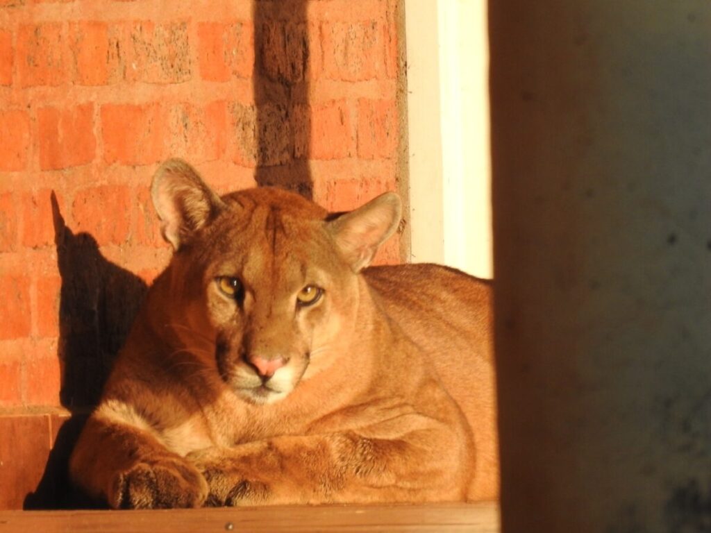 Un puma fue rescatado en la localidad de Colonia Liebig. imagen-1