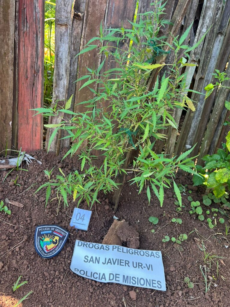 Allanaron una casa por el robo de una bicicleta y encontraron plantas de marihuana imagen-1