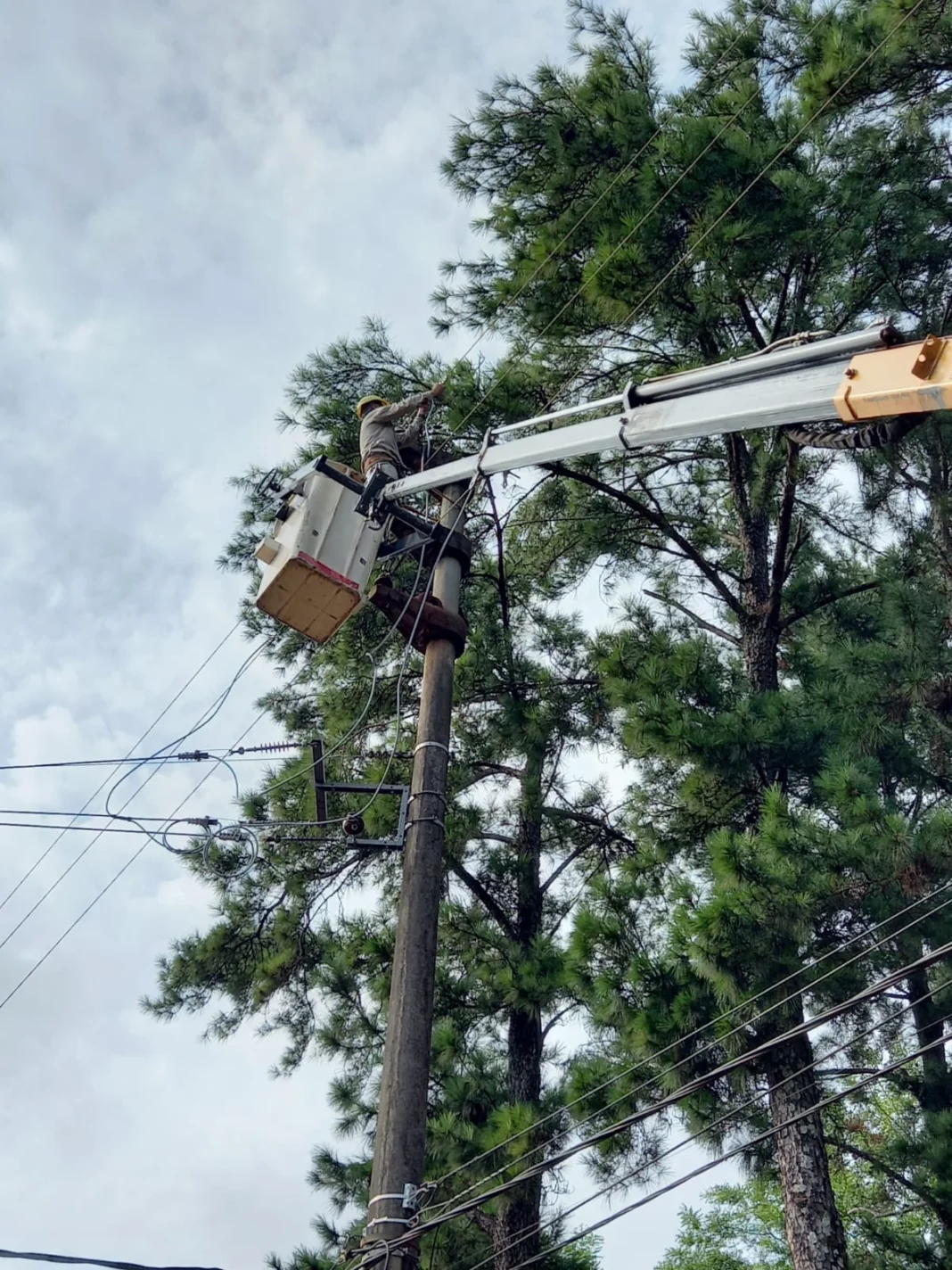 Energía de Misiones trabaja en el despeje de mas de160 km de líneas troncales imagen-3