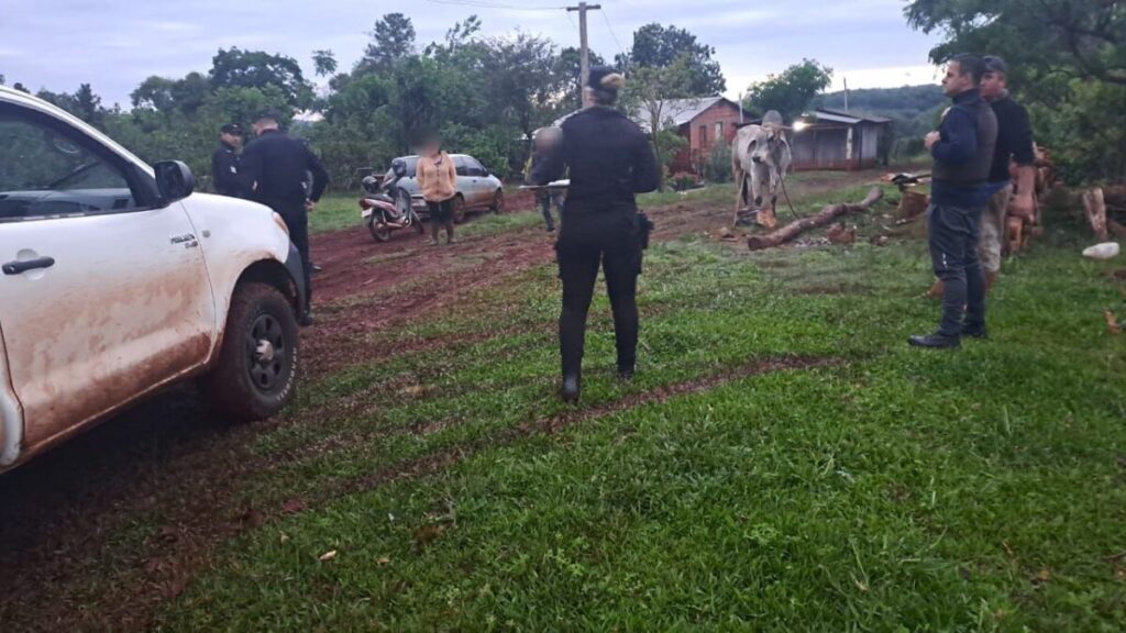 Recuperan  un Cebú de 400 kilos robado a un colono en Gobernador López imagen-1