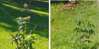 Piden colaboración de los vecinos para cuidar los árboles recién plantados frente al Barrio Elvira La Misión Digital imagen-15