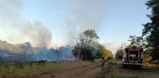 Bomberos Voluntarios de San Javier extinguieron incendio forestal en cercanías del regimiento local La Misión Digital imagen-5