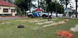 Prefectura de San Javier secuestró redes y elementos por pesca furtiva en el río Uruguay La Misión Digital imagen-13