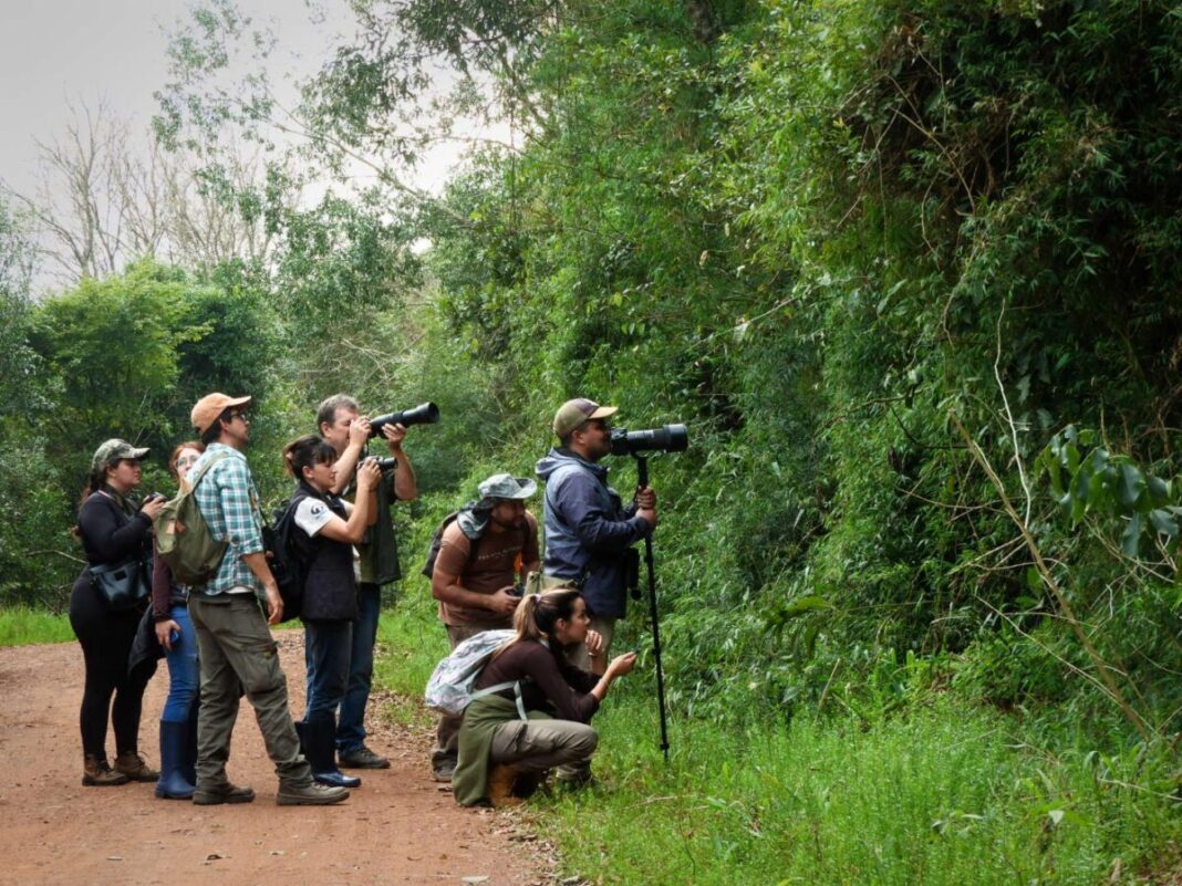 Misiones se suma al Gran Día de Observación de Aves 2026 imagen-6