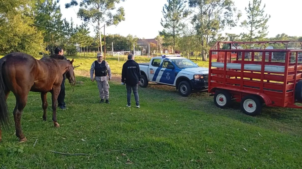 Prefectura rescató a cuatro personas tras frustrar el ingreso ilegal de un caballo por el río Uruguay en San Javier imagen-3