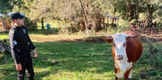 "Si querés tu vaca, pagame $200 mil”: la Policía recuperó el animal en Almafuerte La Misión Digital imagen-8